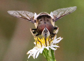 Eristalis dimidiata
